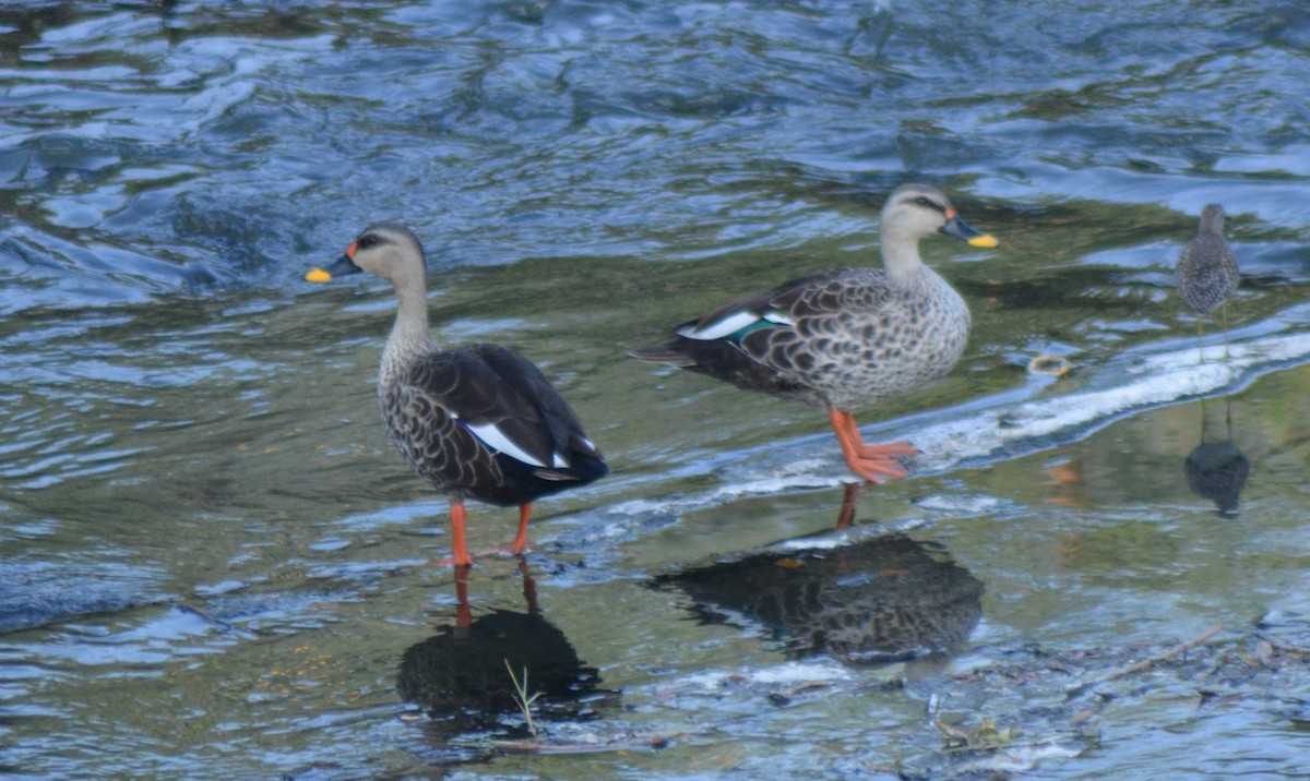 Indian Spot-billed Duck - ML614941847