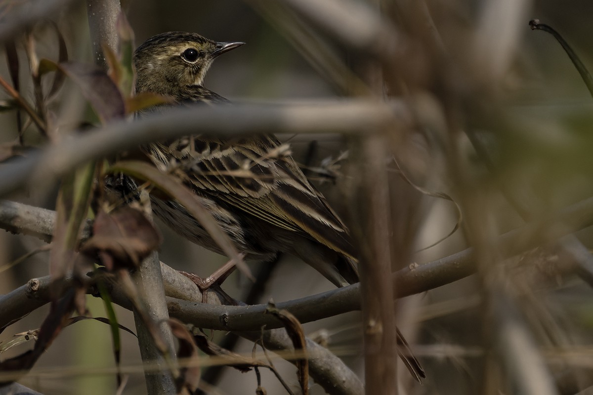 Rosy Pipit - ML614941982