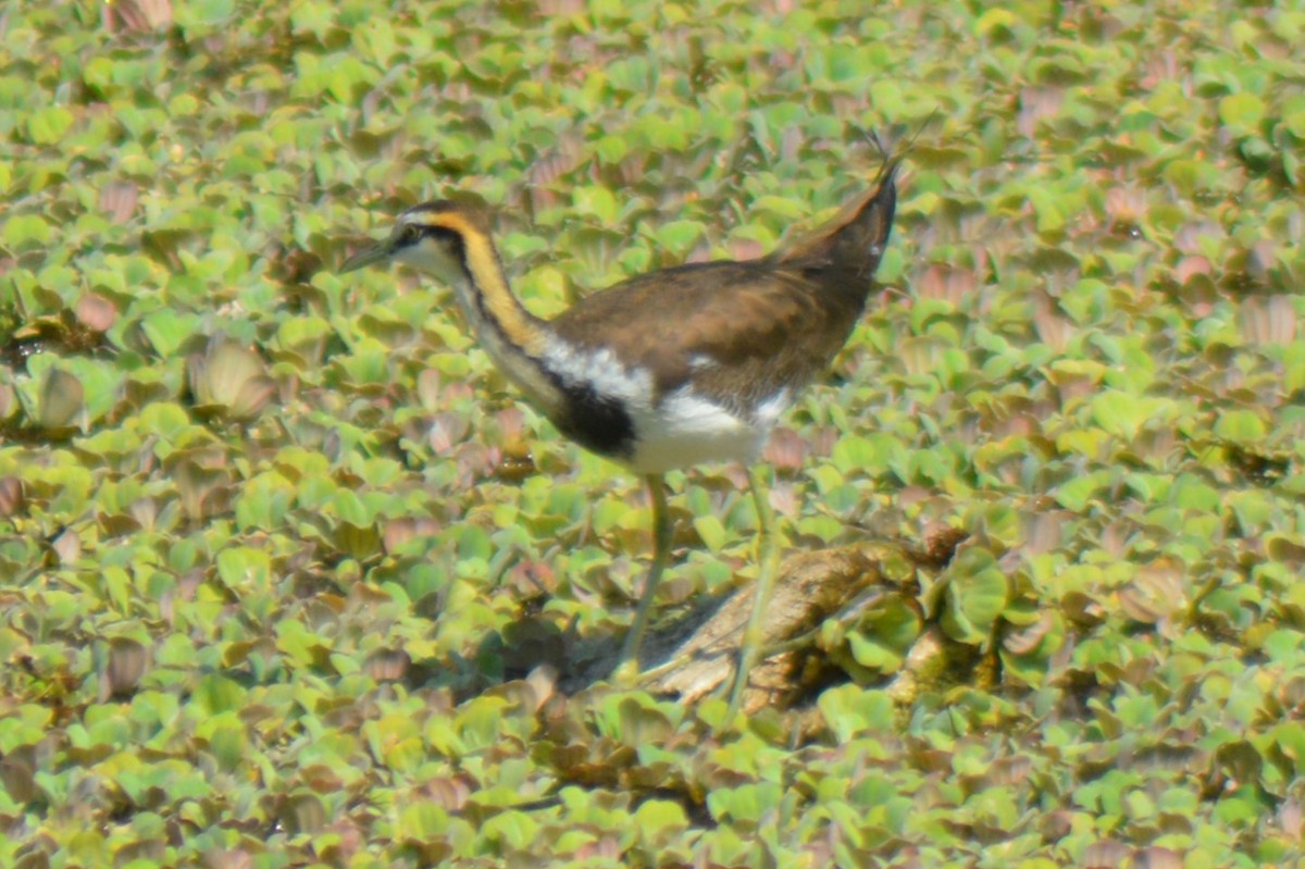 Pheasant-tailed Jacana - ML614942046