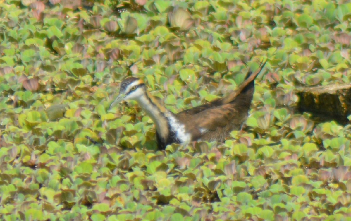 Pheasant-tailed Jacana - ML614942047