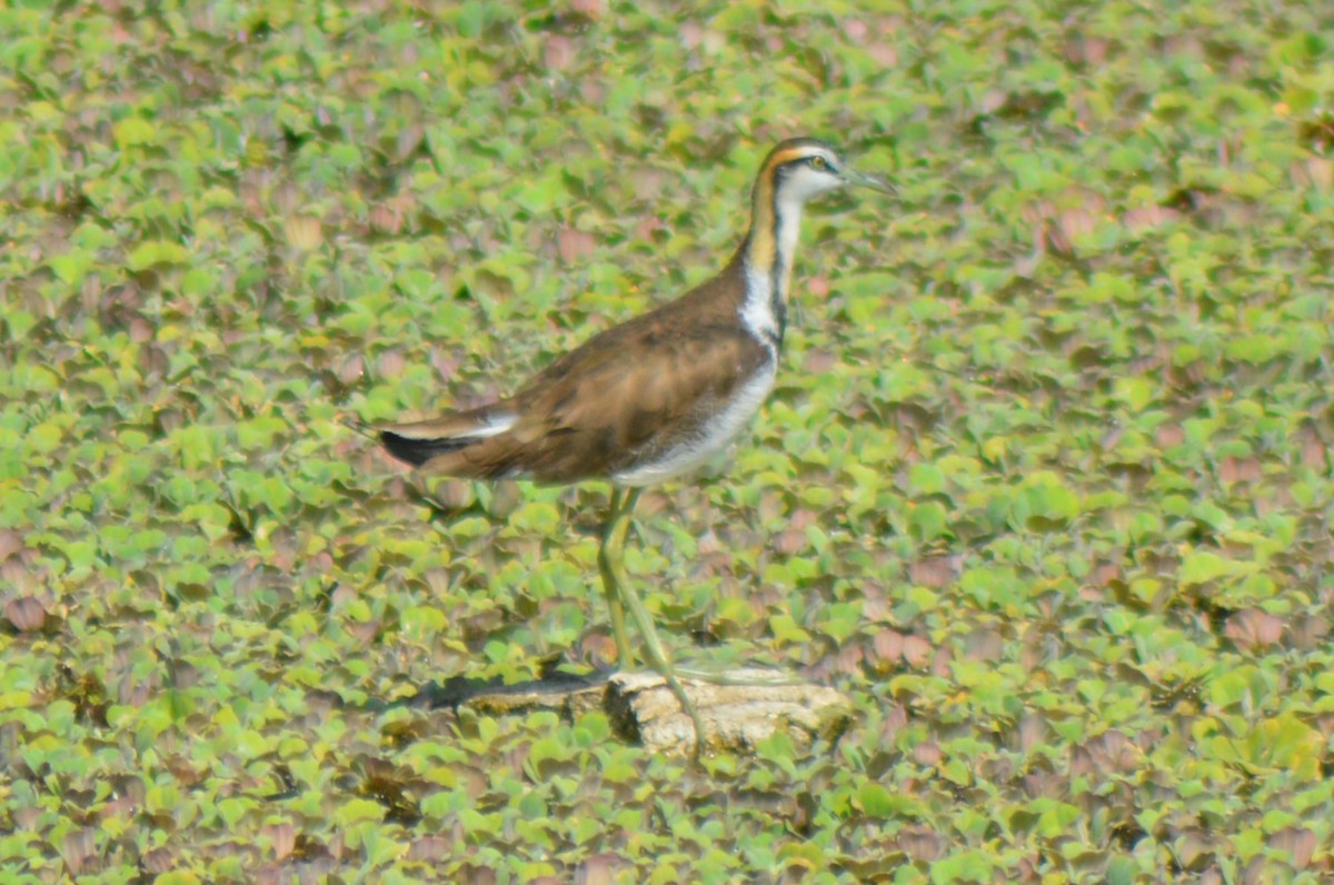 Pheasant-tailed Jacana - ML614942048