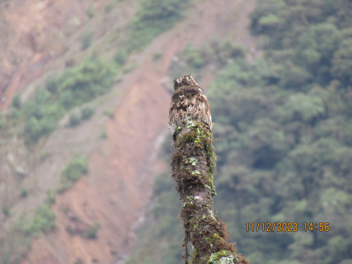 Andean Potoo - ML614942134