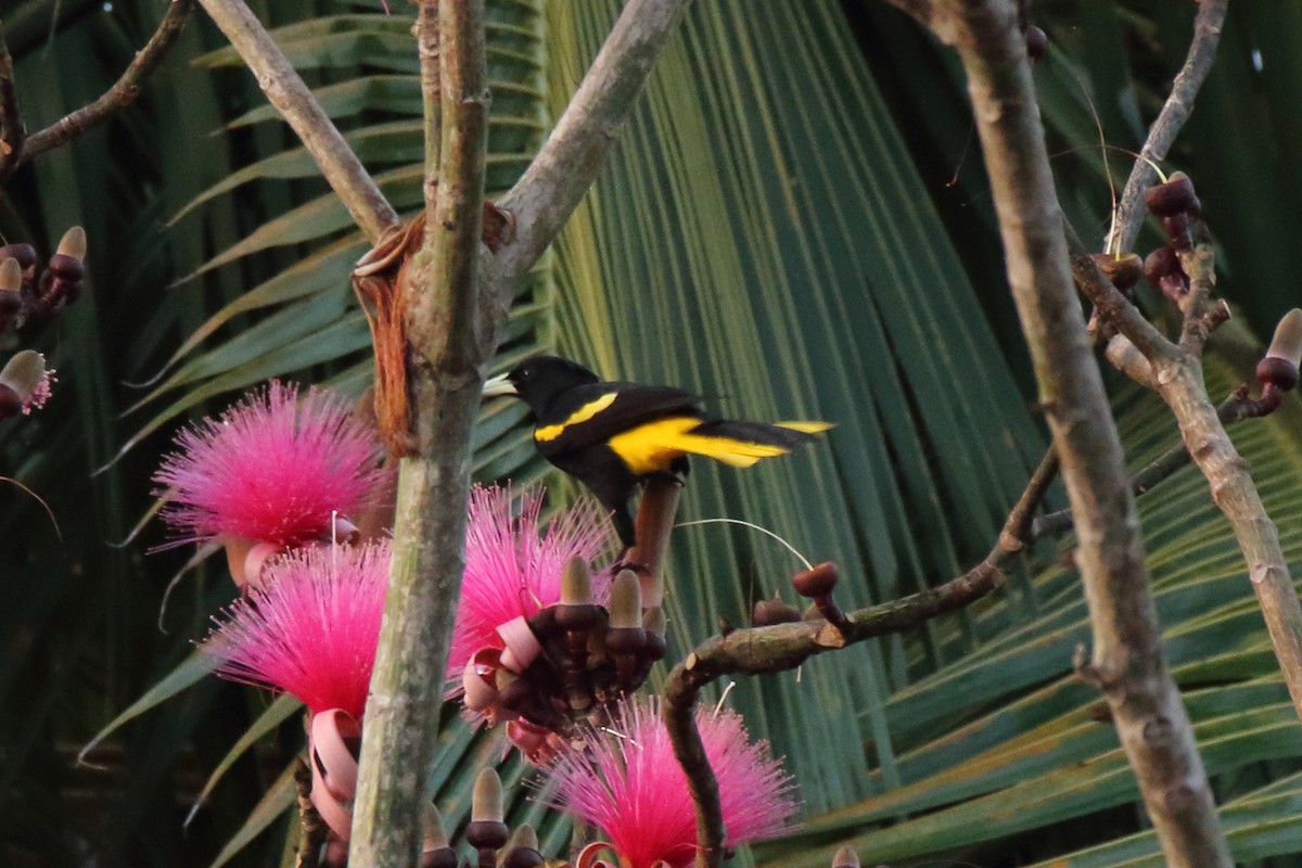 Yellow-winged Cacique - ML614942182