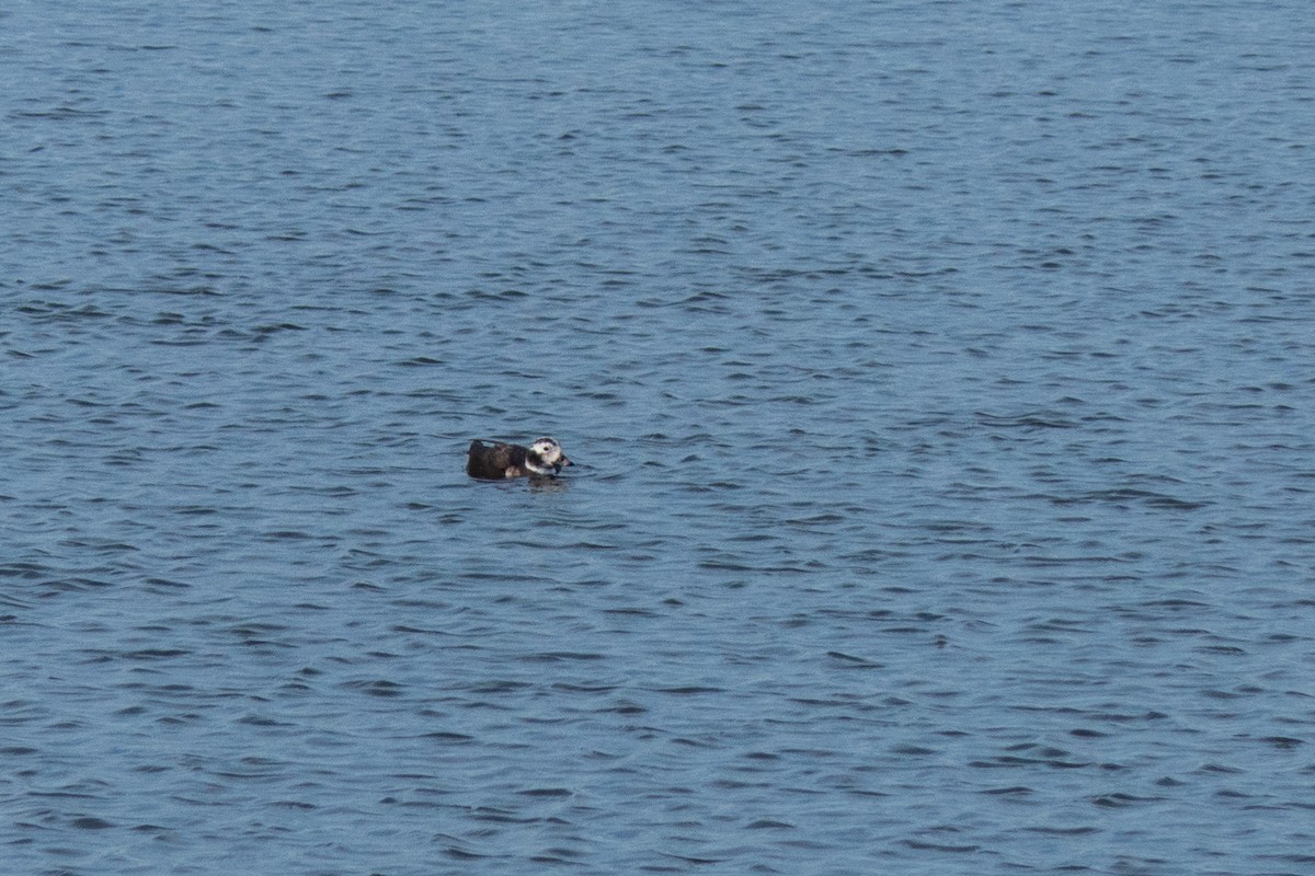 Long-tailed Duck - ML614942450