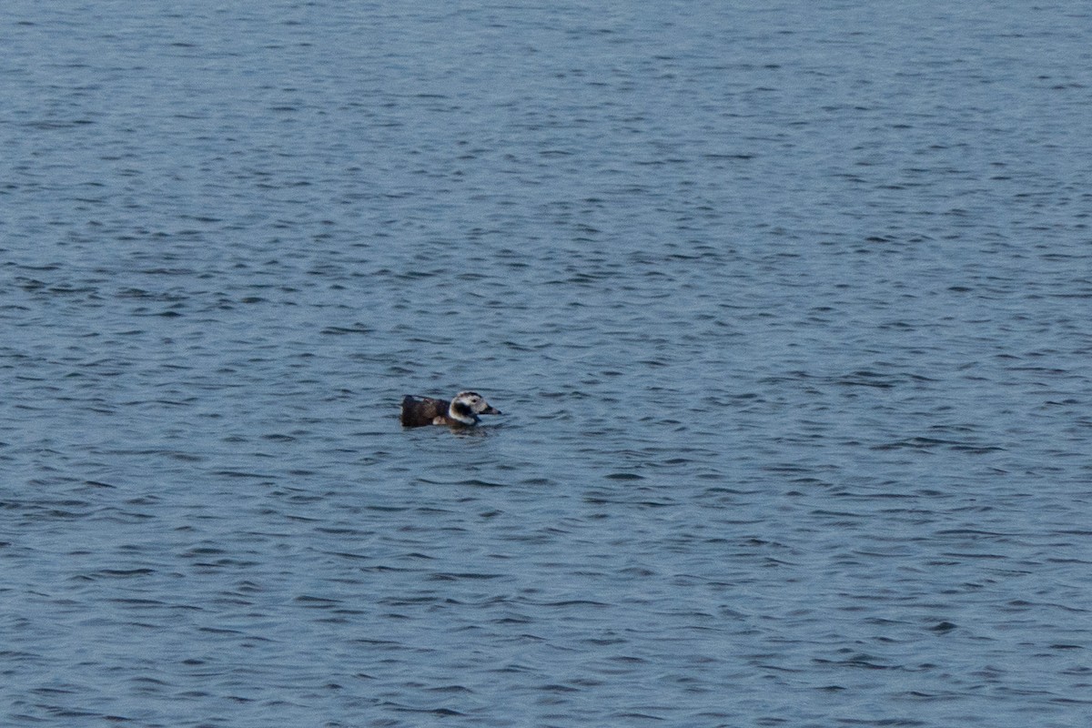 Long-tailed Duck - ML614942451