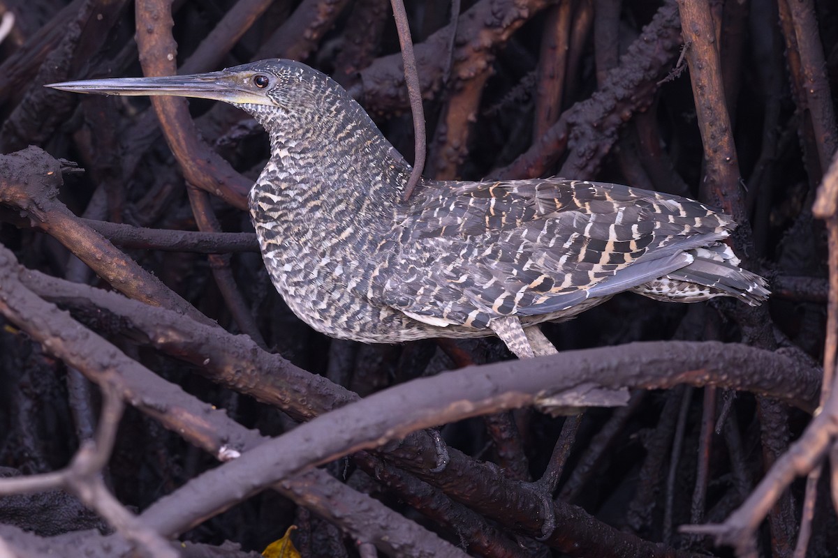 White-crested Tiger-Heron - ML614942558