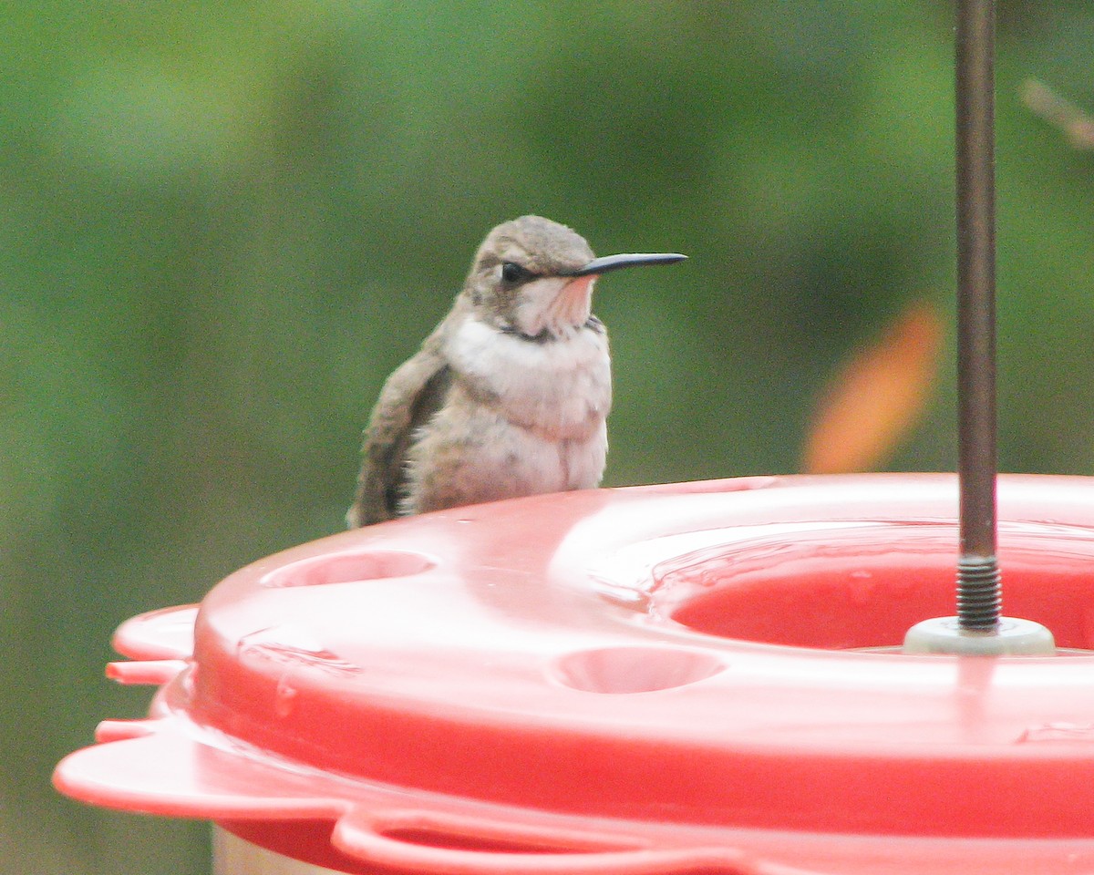 Black-chinned Hummingbird - ML614942692