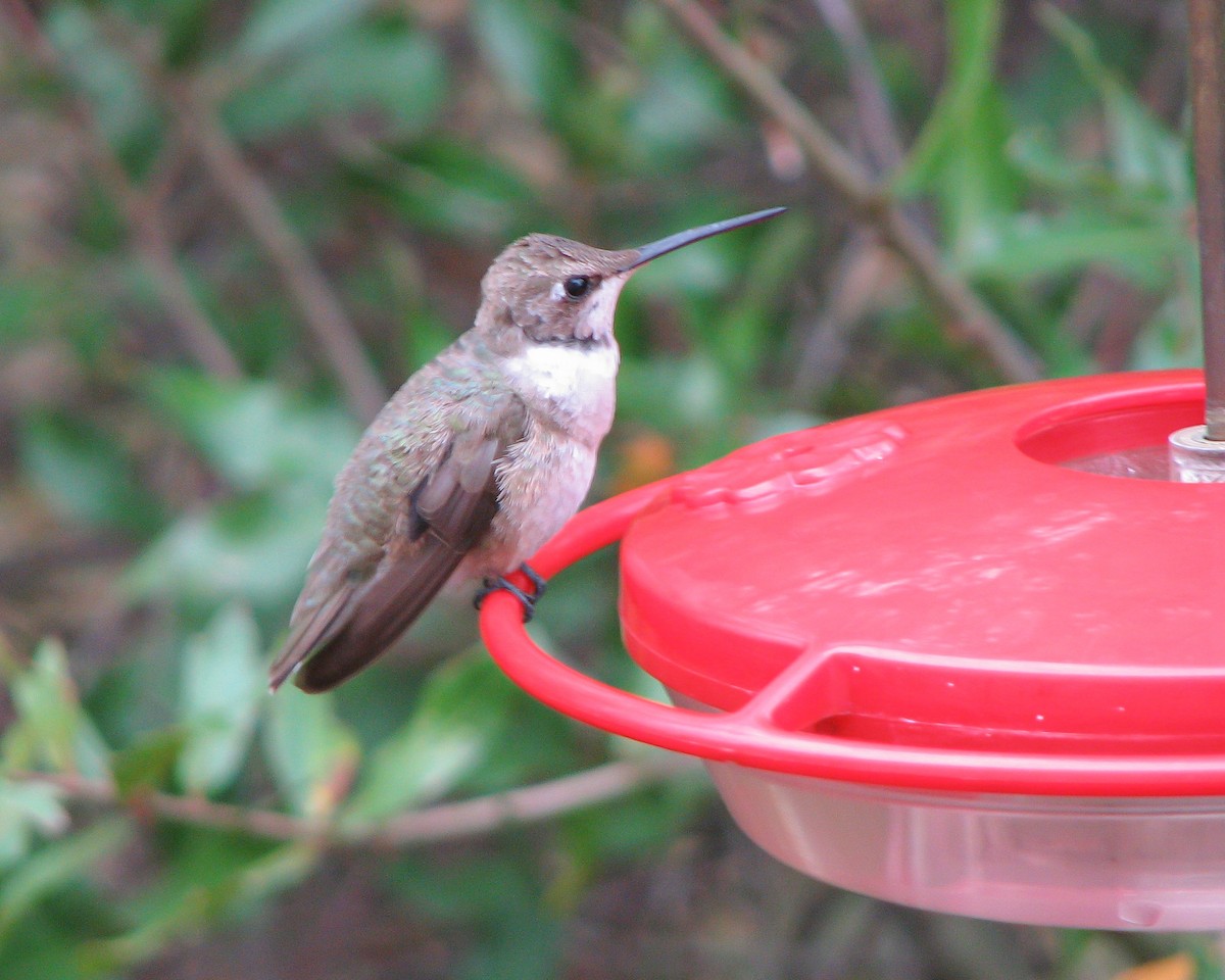 Black-chinned Hummingbird - ML614942702