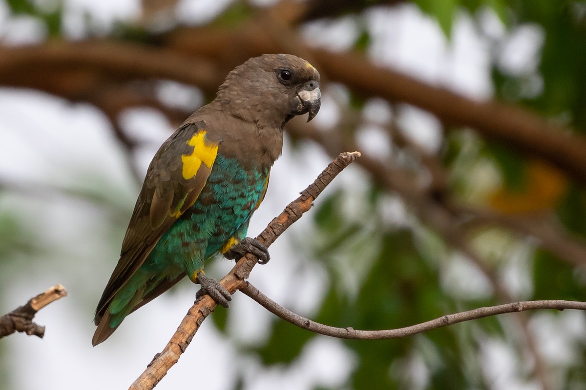 Meyer's Parrot - Anonymous