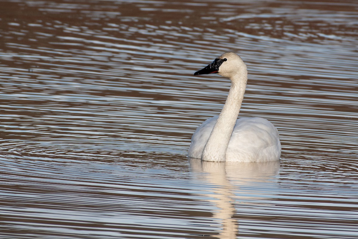 Trumpeter Swan at Abbotsford--Willband Creek Park by Chris McDonald