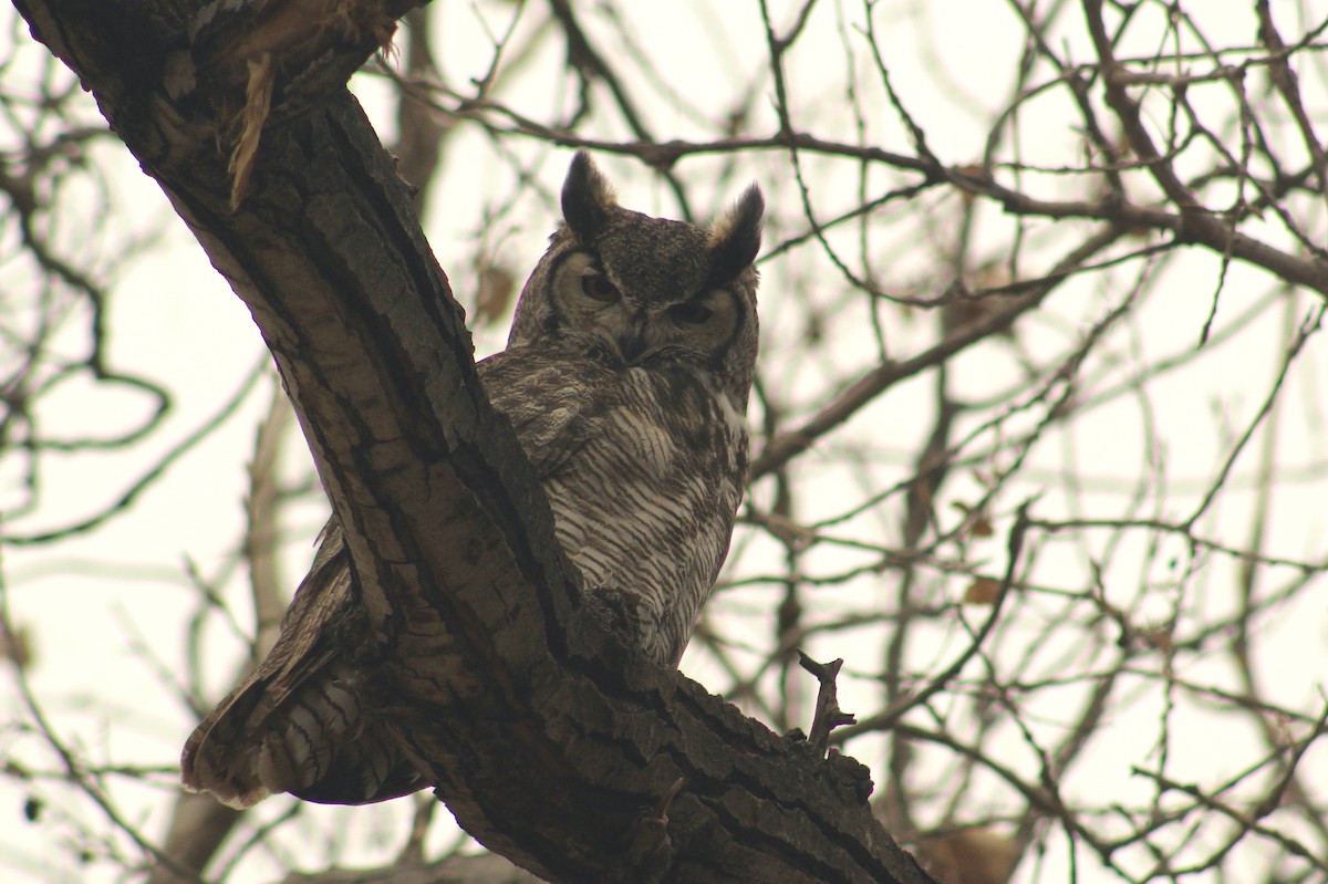 Great Horned Owl - ML614943066