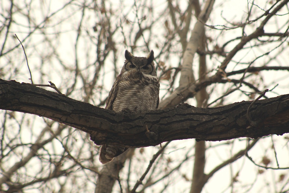 Great Horned Owl - ML614943067