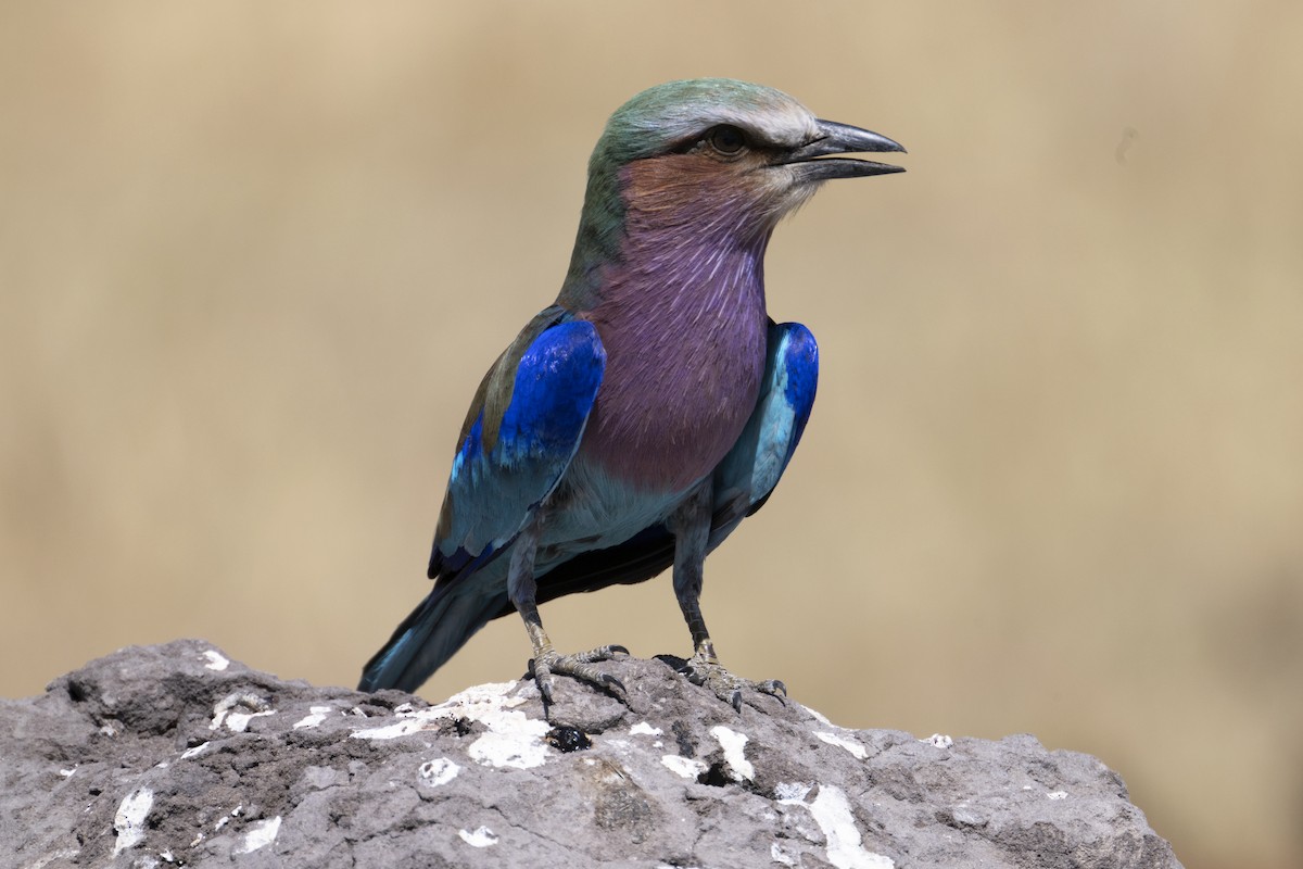 Lilac-breasted Roller - ML614943424