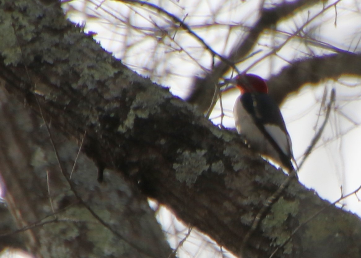 Red-headed Woodpecker - ML614943445