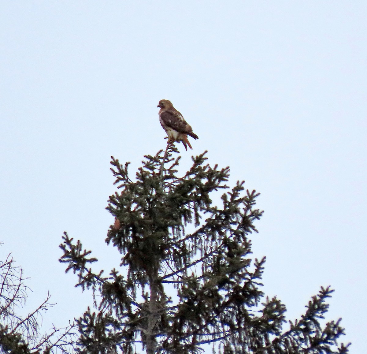 Red-tailed Hawk - Shilo McDonald