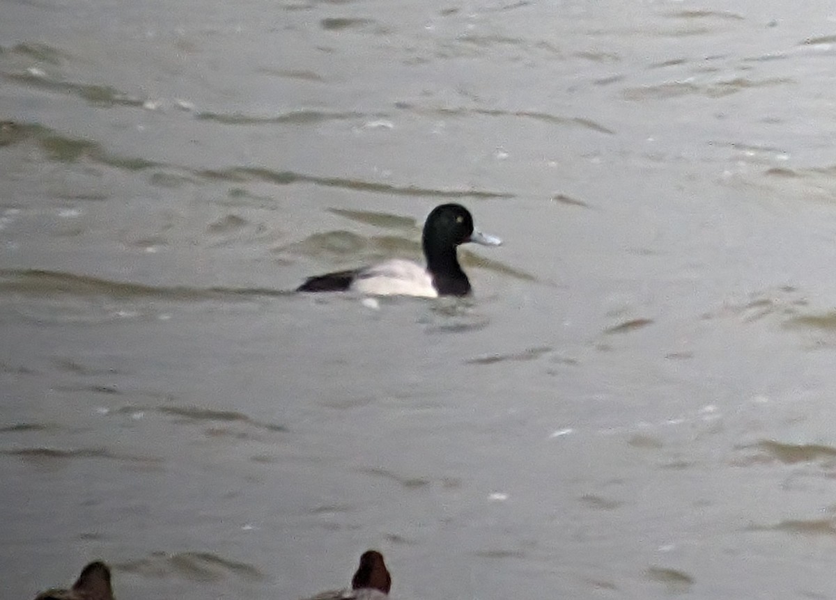 Greater Scaup - ML614943505