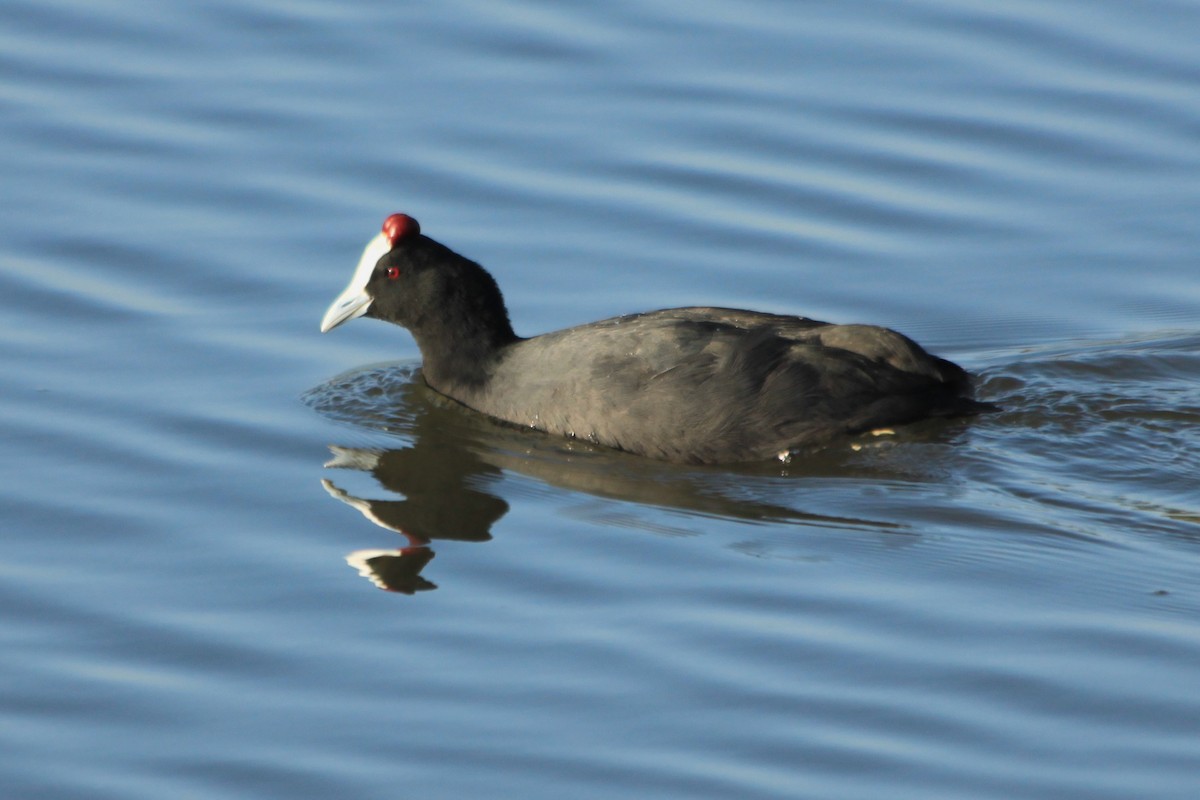 Red-knobbed Coot - ML614943564