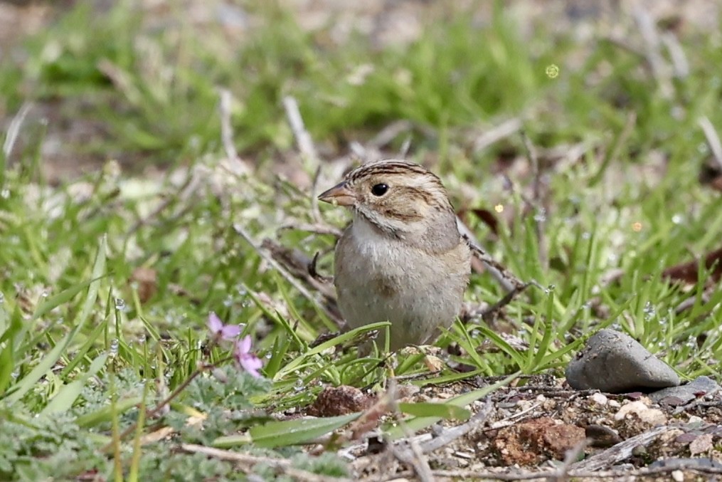 Clay-colored Sparrow - ML614943833