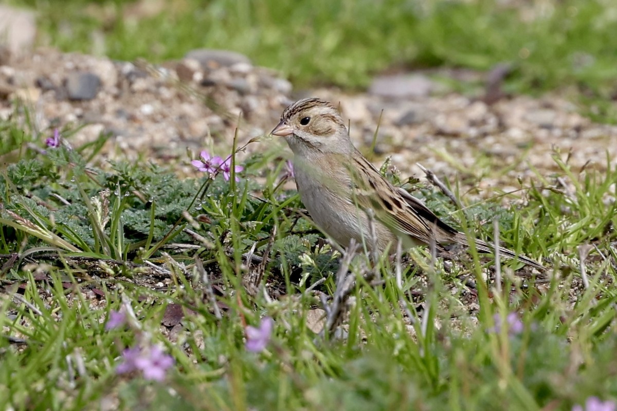 Clay-colored Sparrow - ML614943837