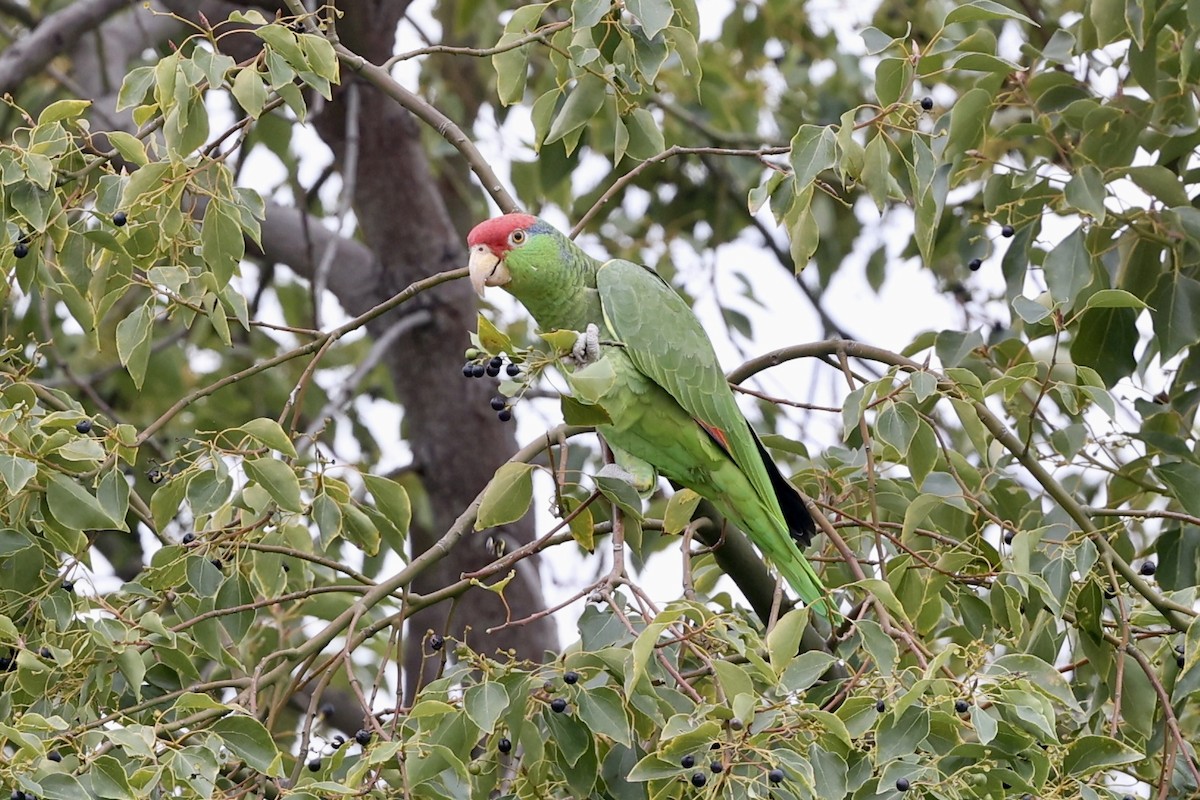 Red-crowned Parrot - ML614943957