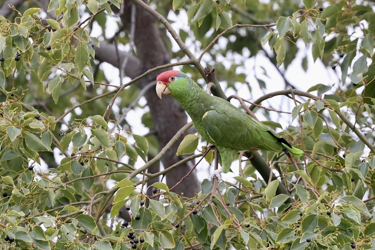 Red-crowned Parrot - ML614943958