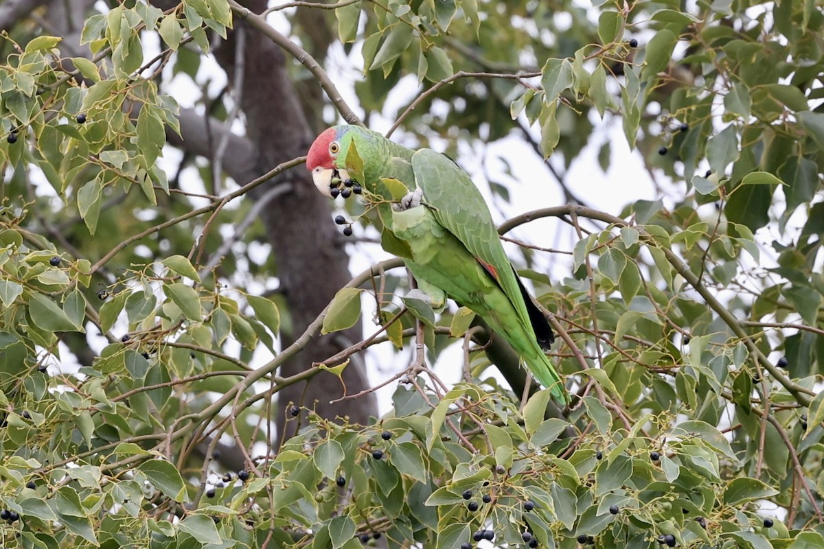 Red-crowned Parrot - ML614943959
