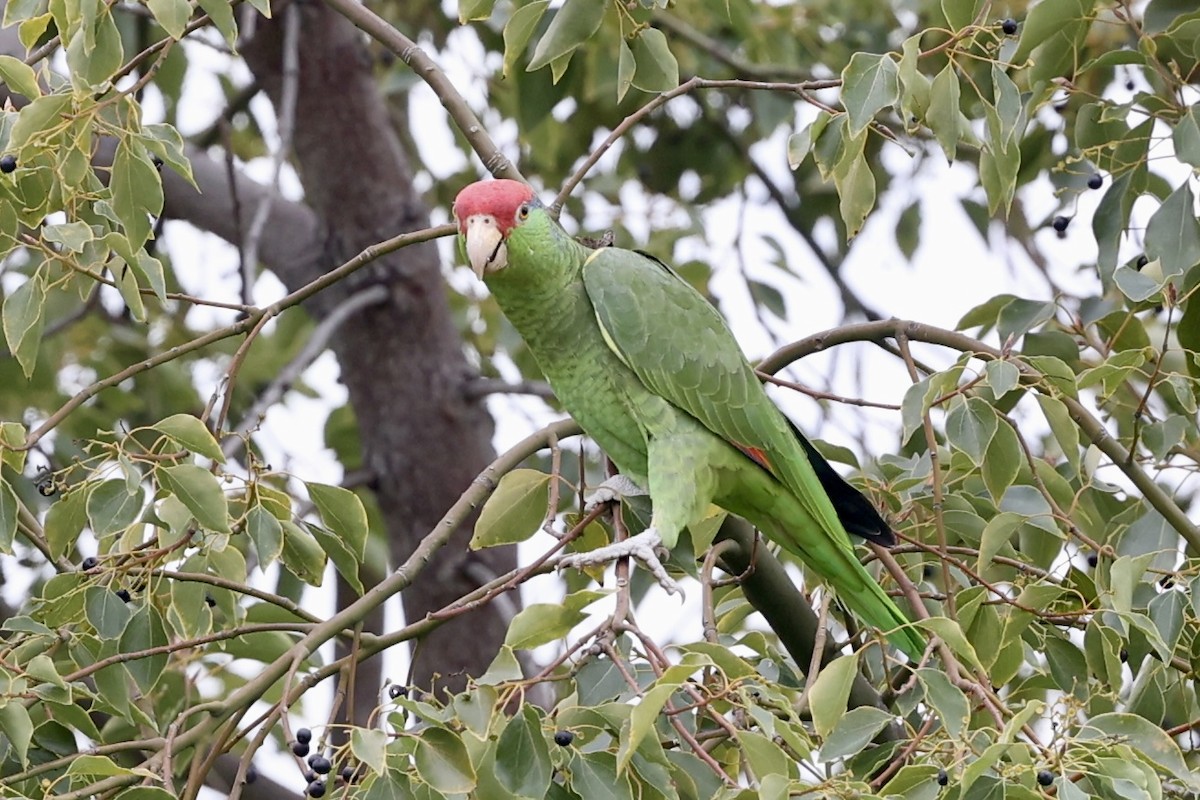 Red-crowned Parrot - ML614943960