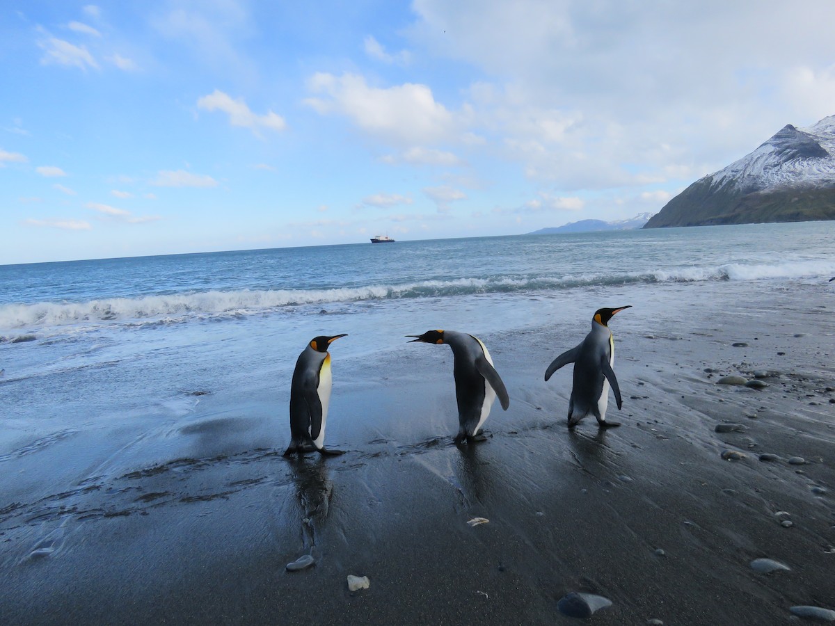 tučňák patagonský - ML614944103