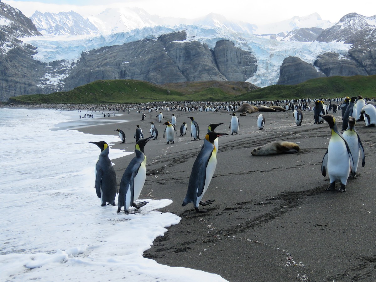 tučňák patagonský - ML614944104