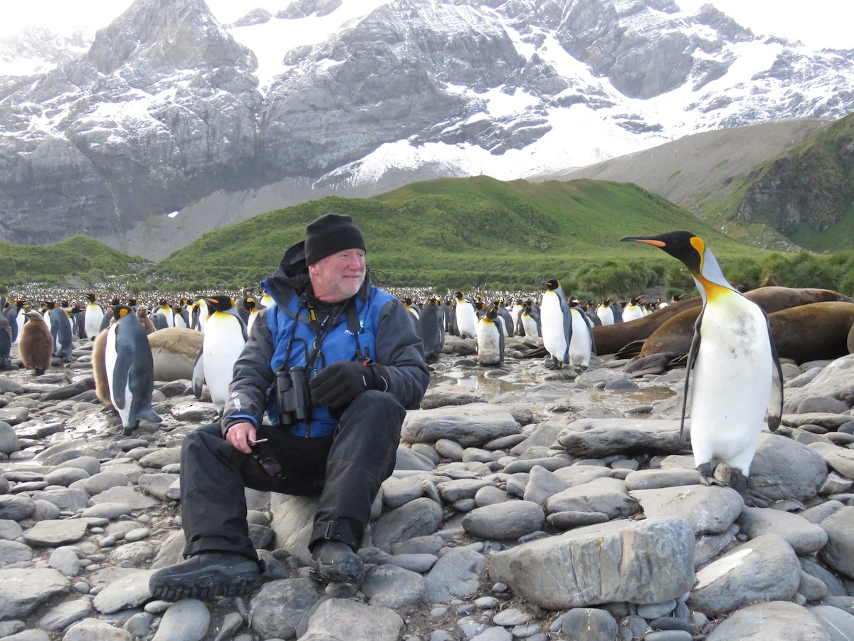 tučňák patagonský - ML614944106