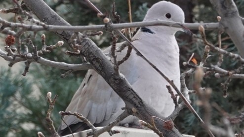 Eurasian Collared-Dove - ML614944152