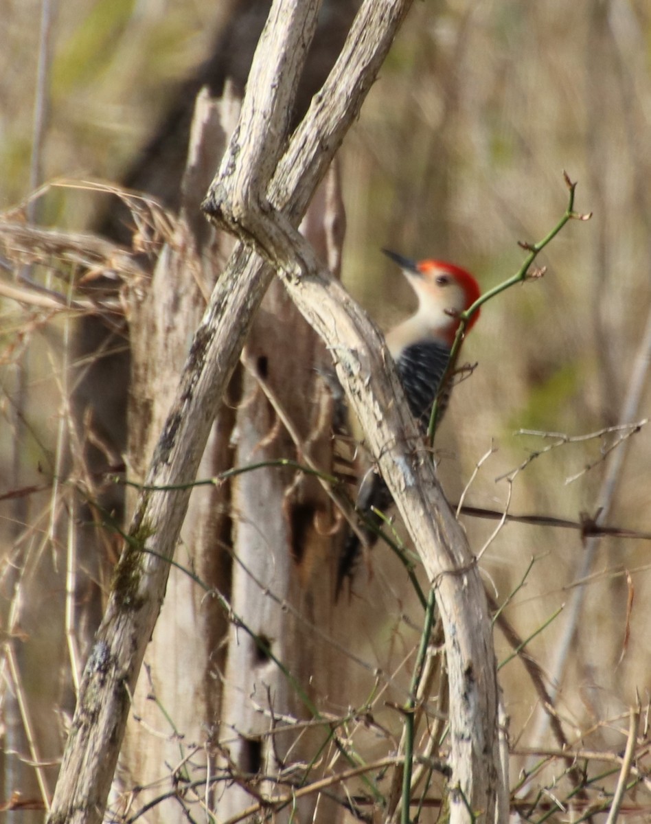 Red-bellied Woodpecker - ML614944172