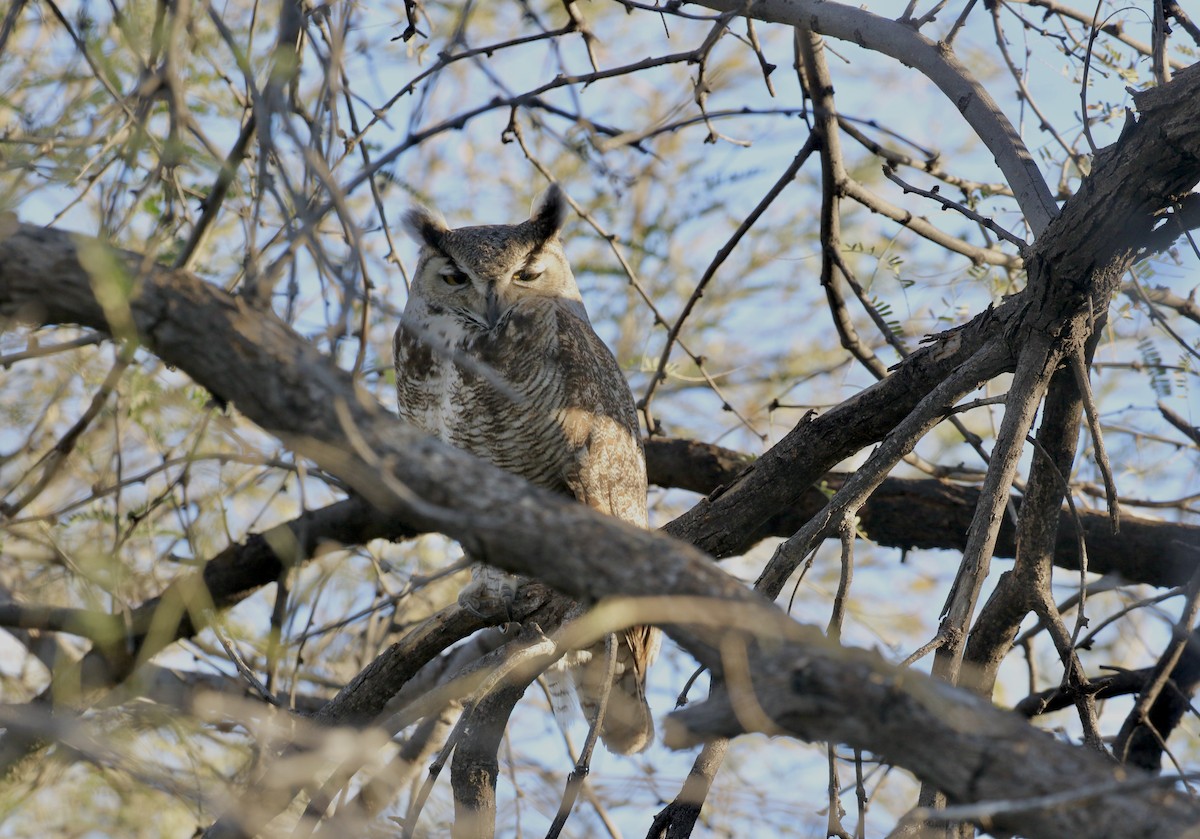 eBird Checklist 17 Feb 2024 SahuaritaParque Los Arroyos 20 species