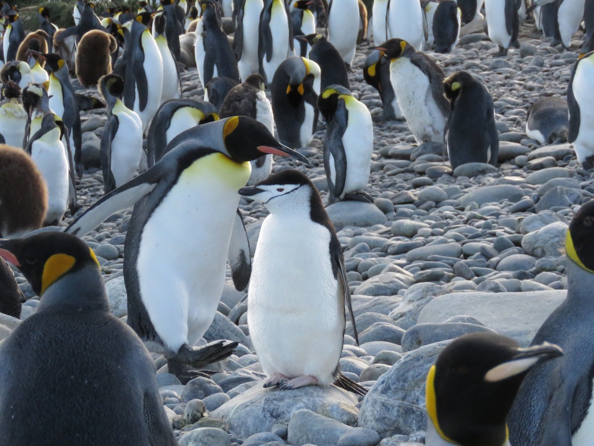 Пінгвін антарктичний - ML614944224