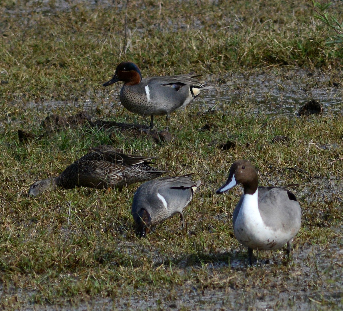 Green-winged Teal - ML614944252
