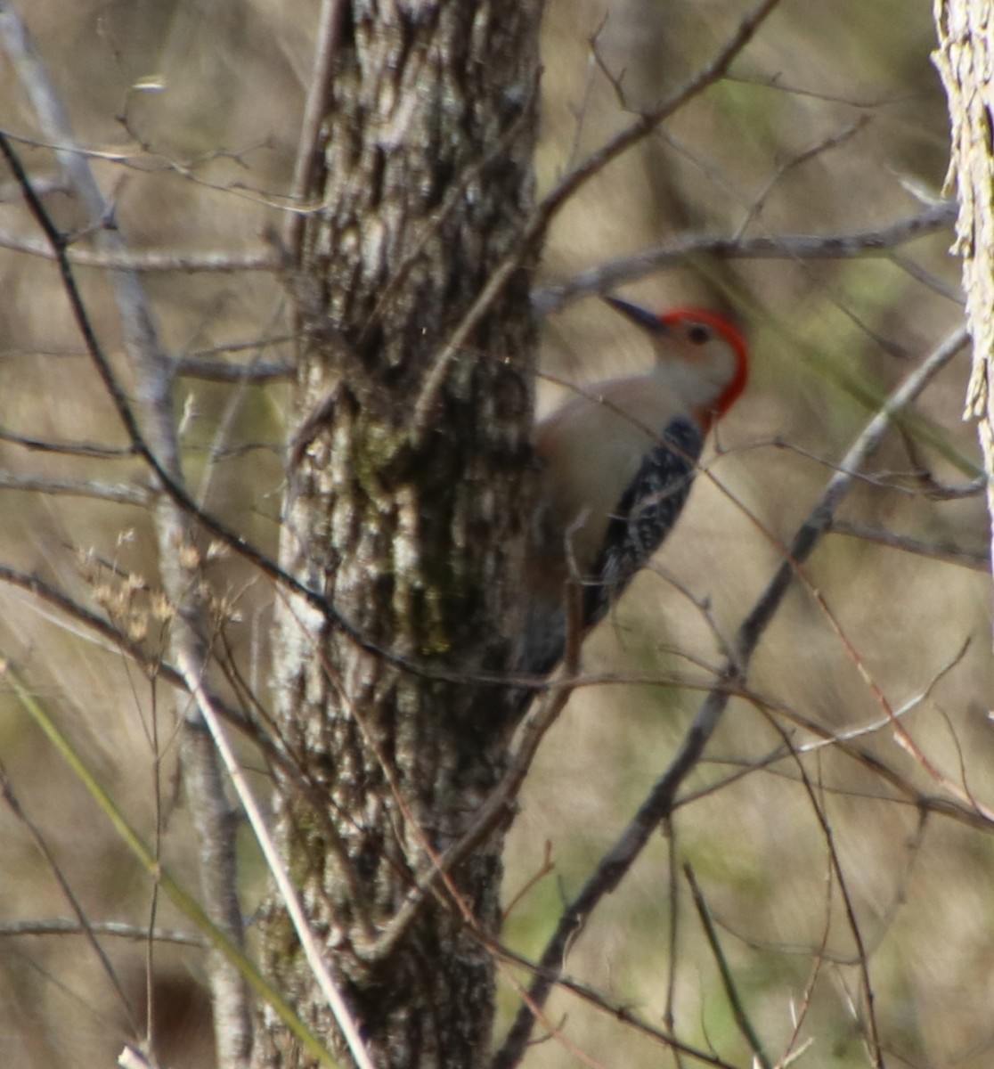 Red-bellied Woodpecker - ML614944267