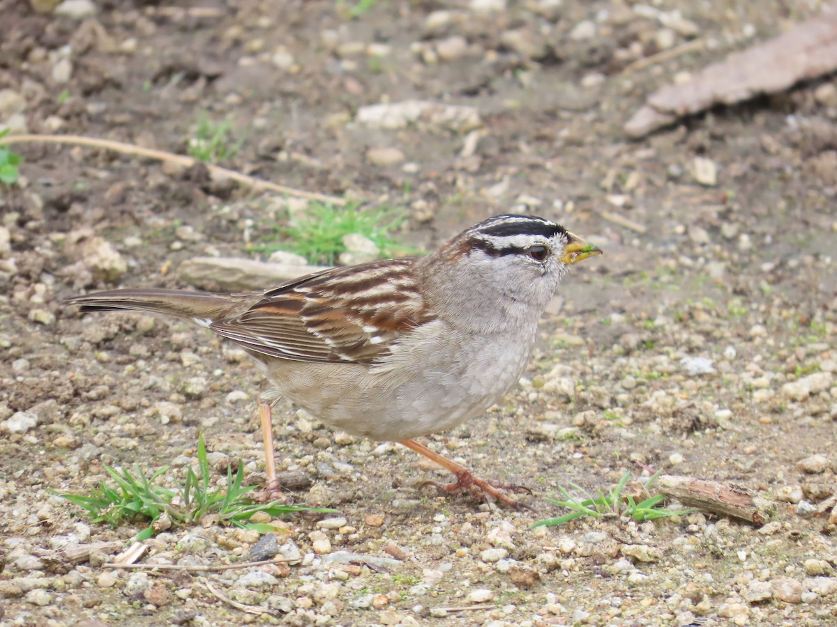 White-crowned Sparrow (nuttalli) - ML614944325