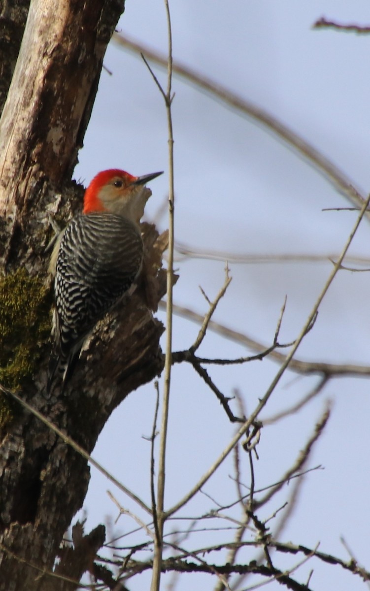 Red-bellied Woodpecker - ML614944369