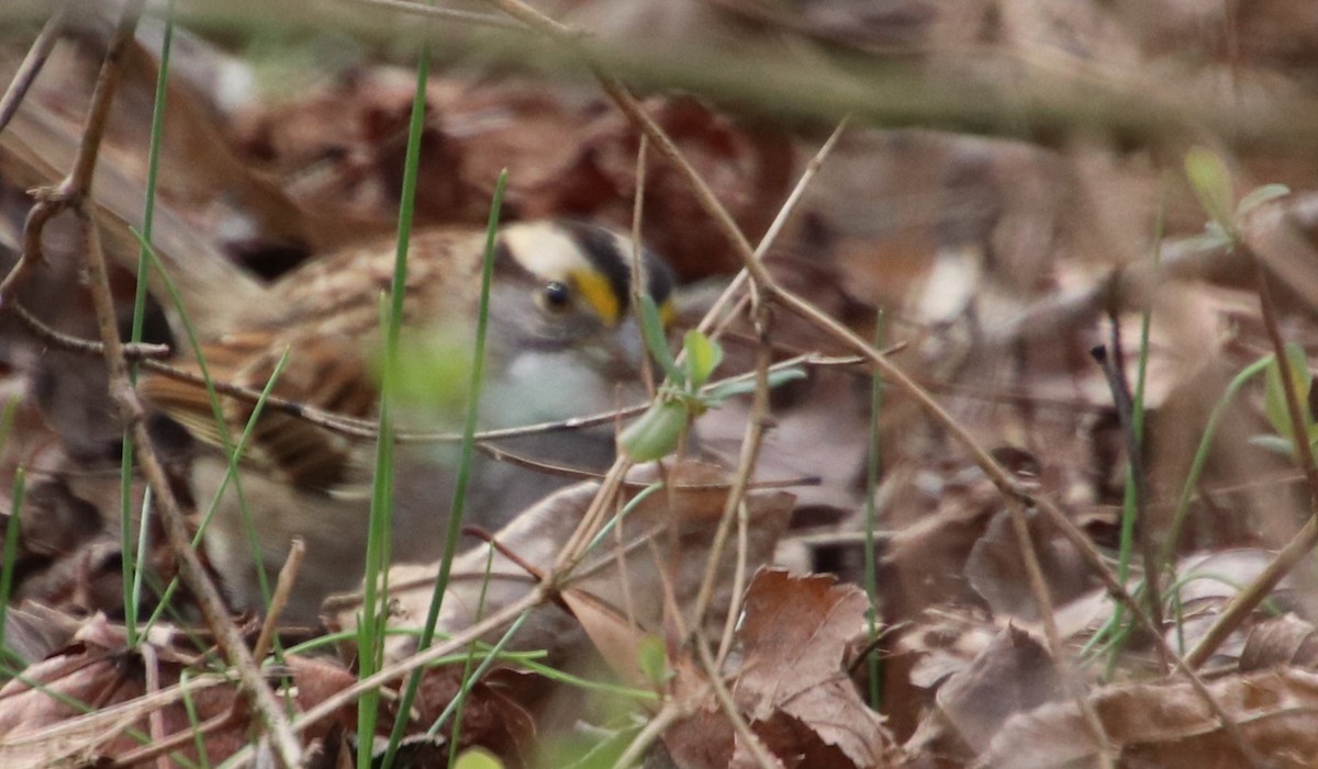 White-throated Sparrow - ML614944536
