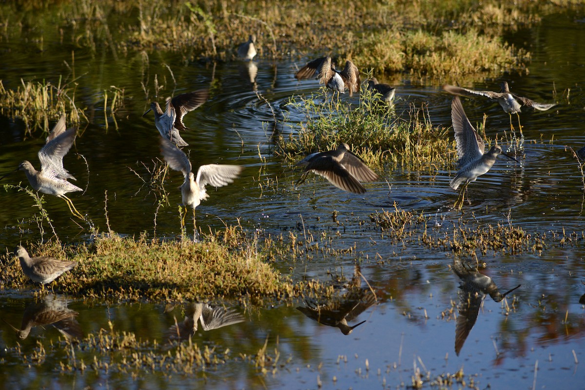 Long-billed Dowitcher - ML614944538
