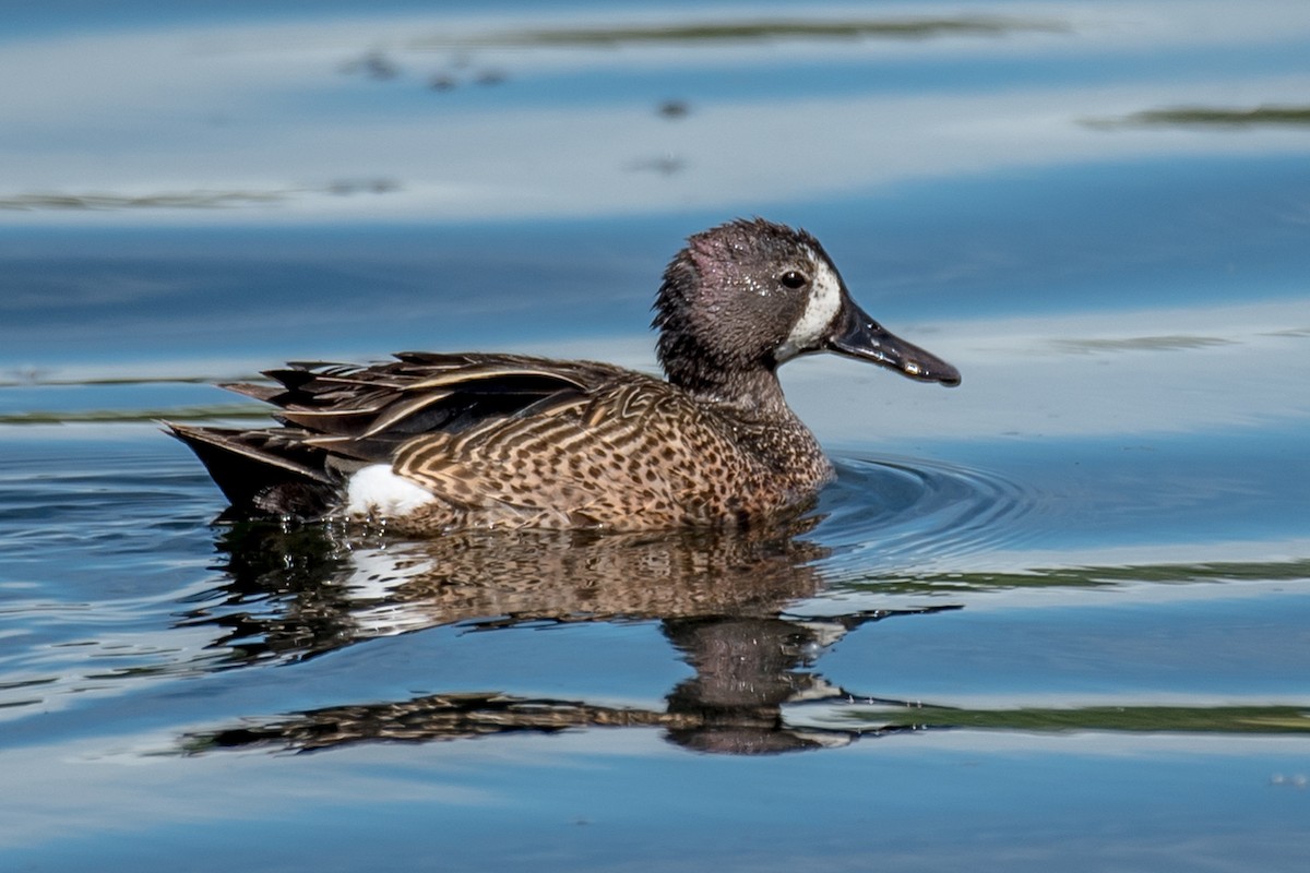 Blue-winged Teal - Robb Bell