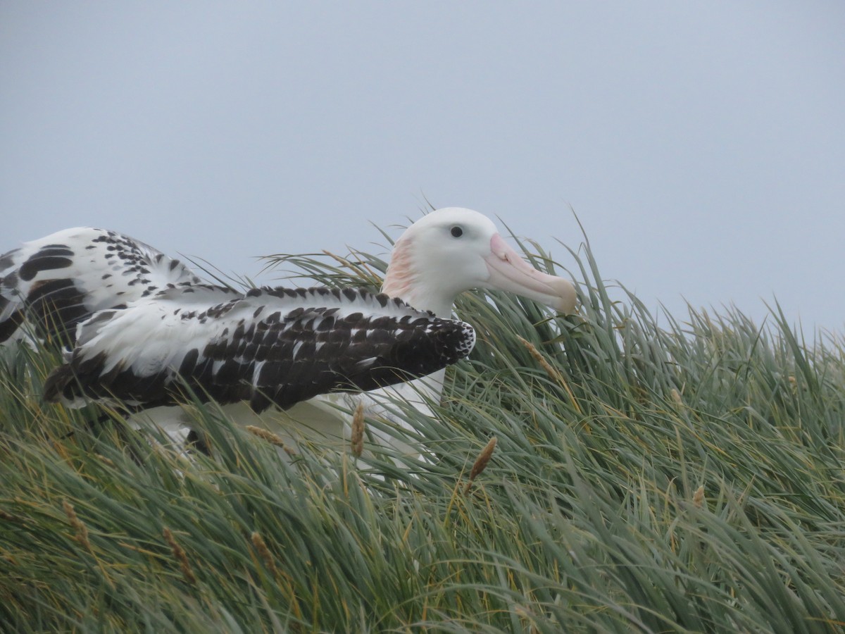 albatros stěhovavý - ML614944660