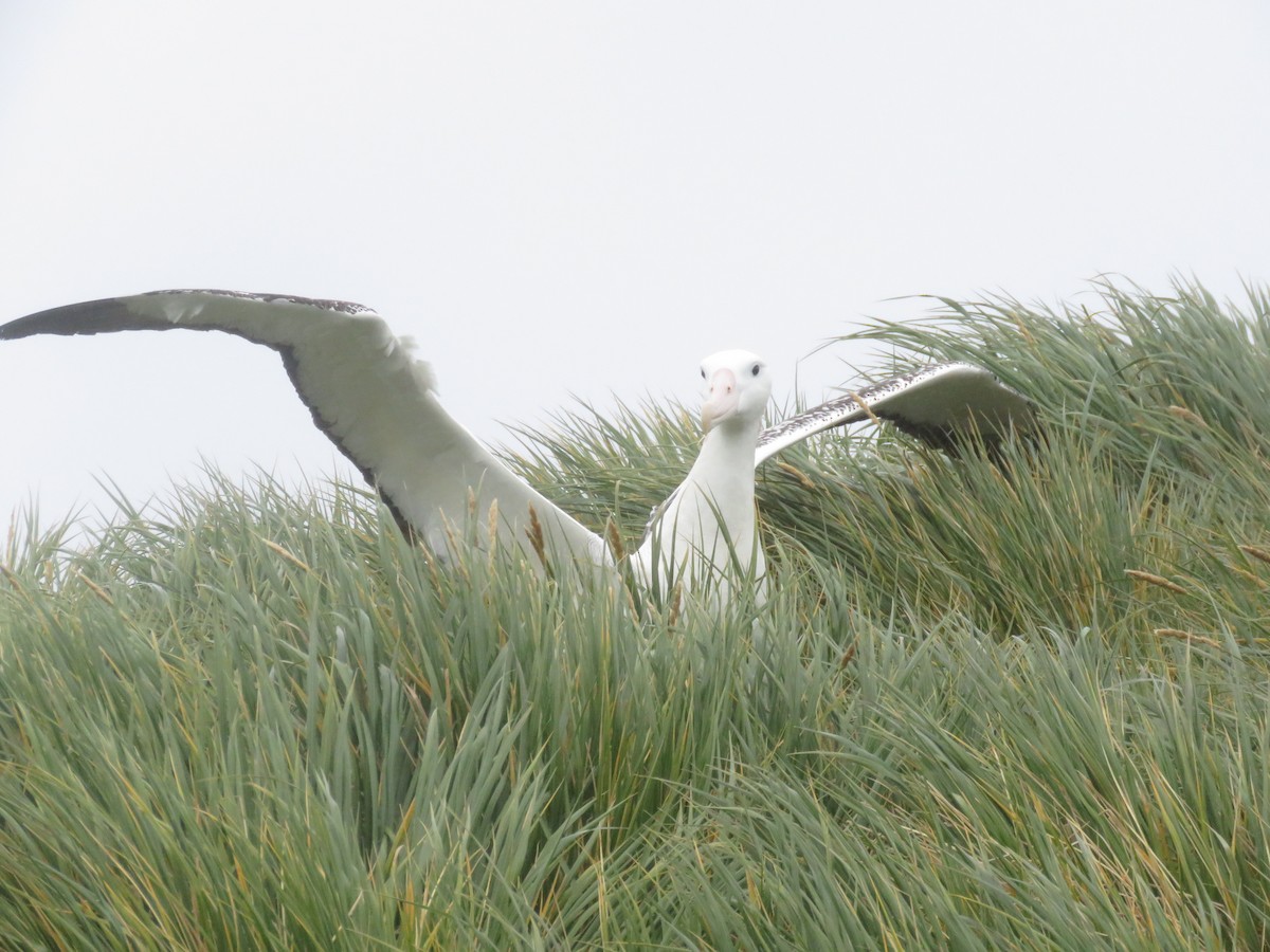 Snowy Albatross - ML614944661