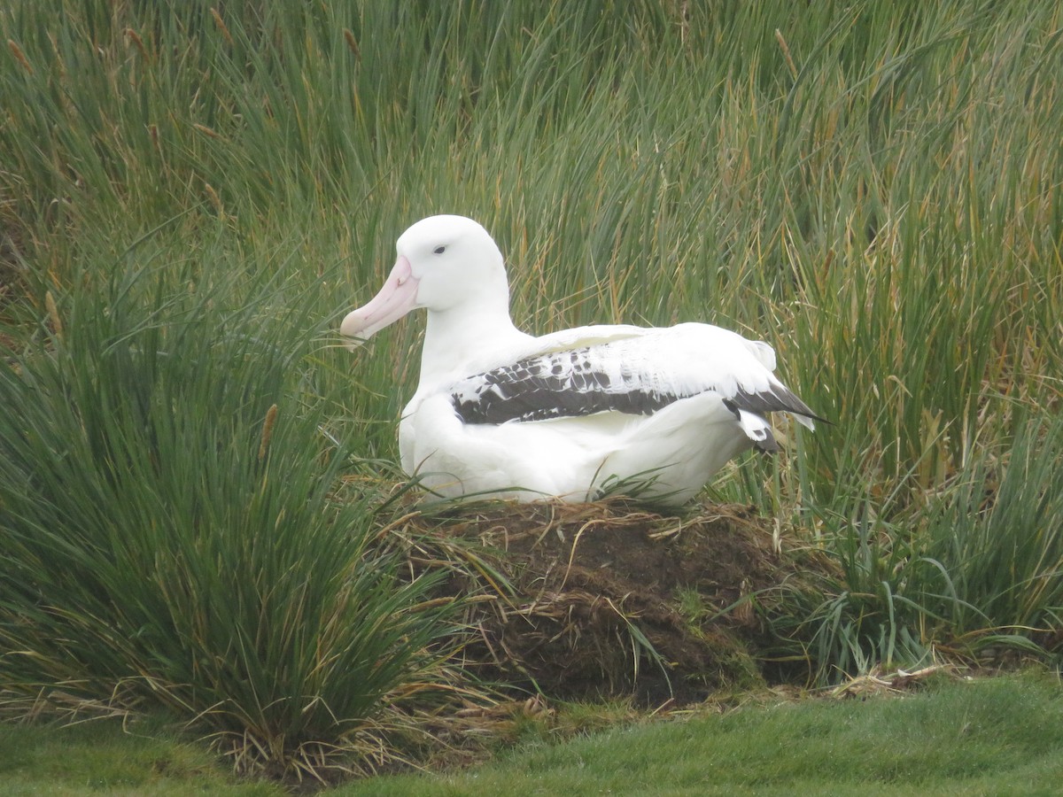 albatros stěhovavý - ML614944662