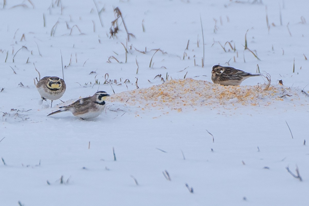 Pennsylvania Bird Atlas Checklist 17 Feb 2024 Rundletown 4 Species   1200