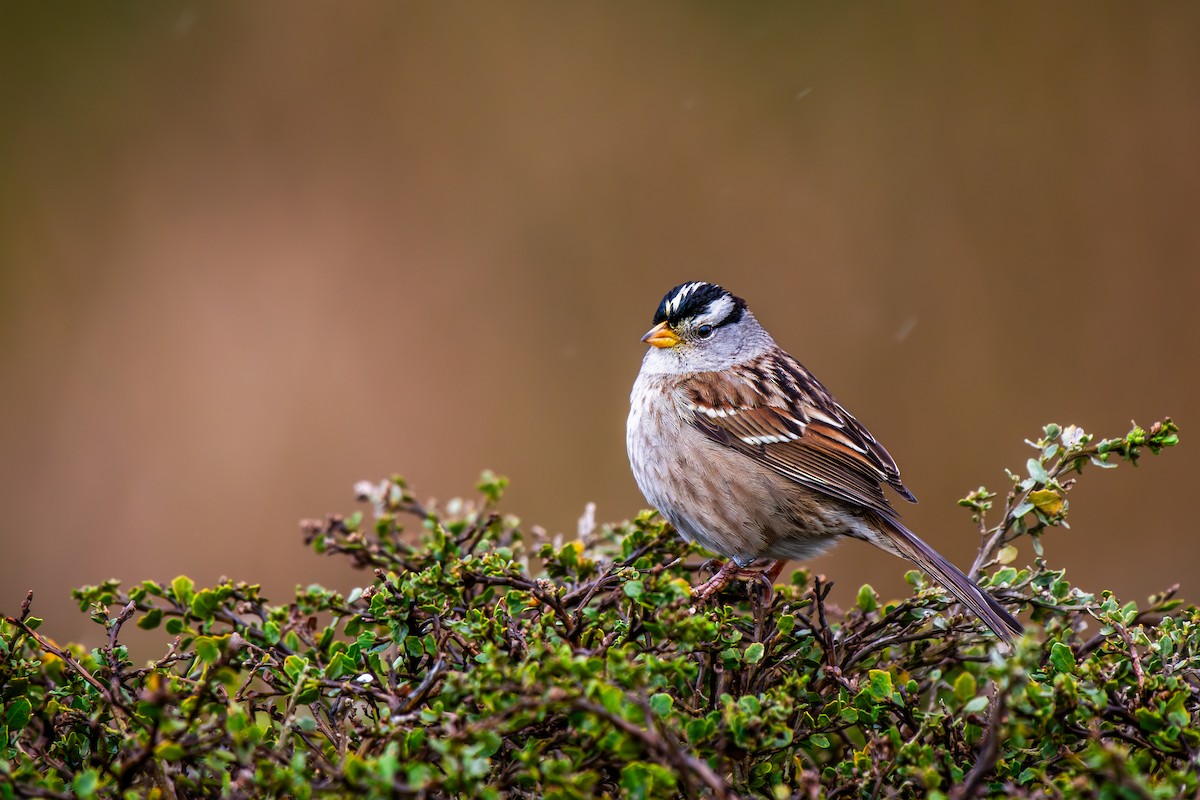 White-crowned Sparrow - ML614945045