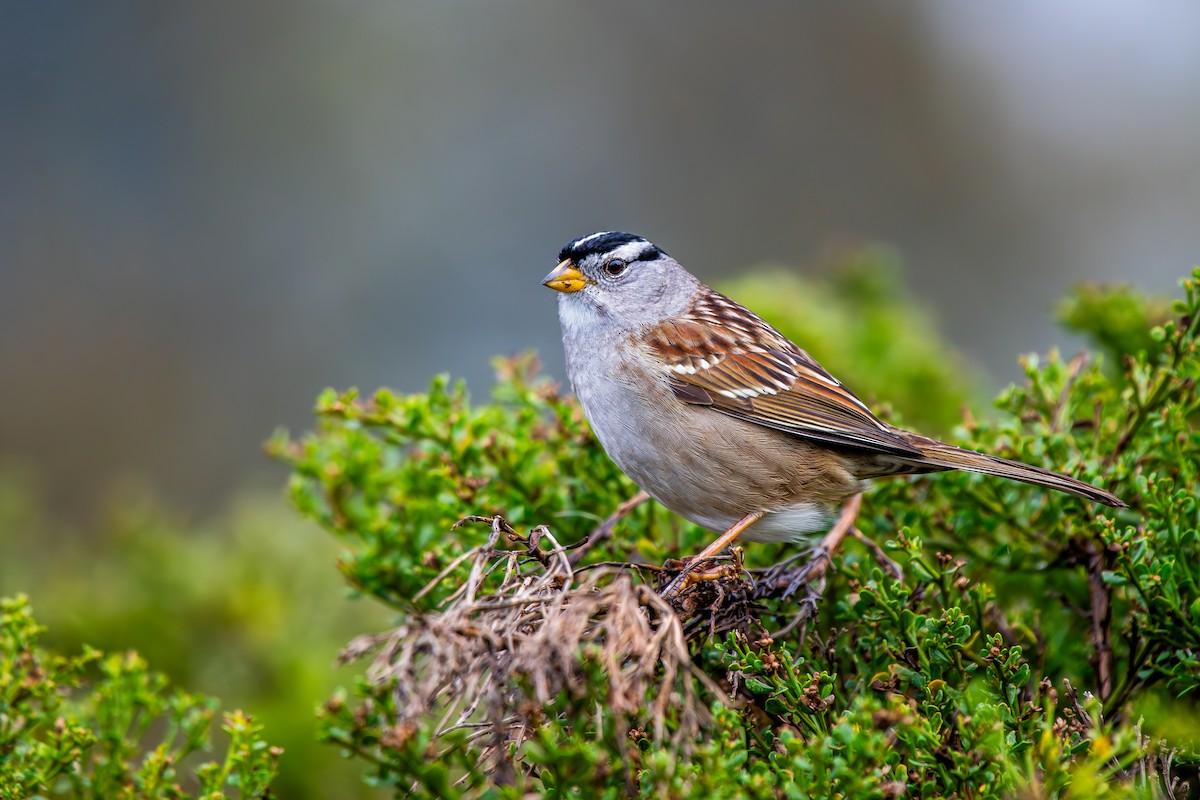 White-crowned Sparrow - ML614945046
