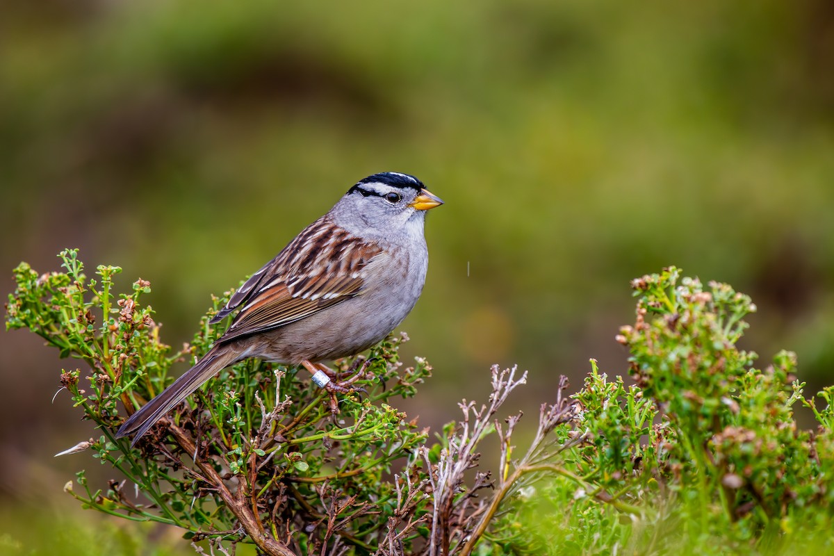 White-crowned Sparrow - ML614945047