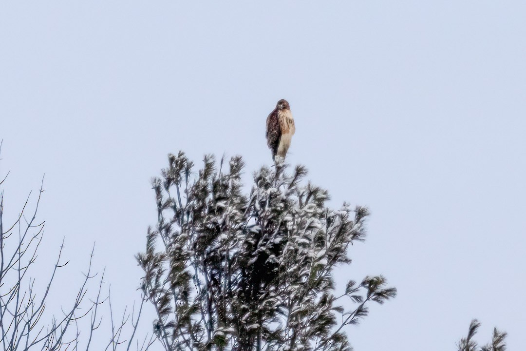 Red-tailed Hawk - Sheri Minardi