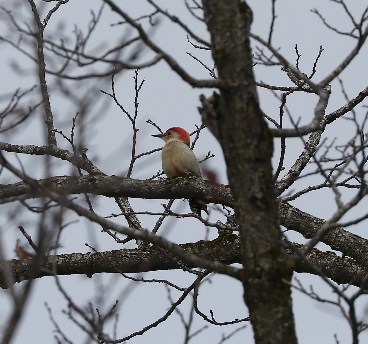 Red-bellied Woodpecker - ML614945239